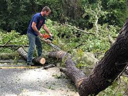 Best Tree Removal  in Troy, TN