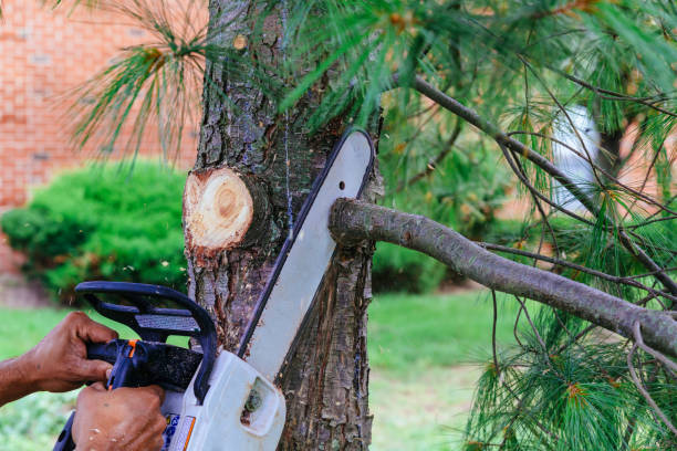 Best Tree Trimming and Pruning  in Troy, TN